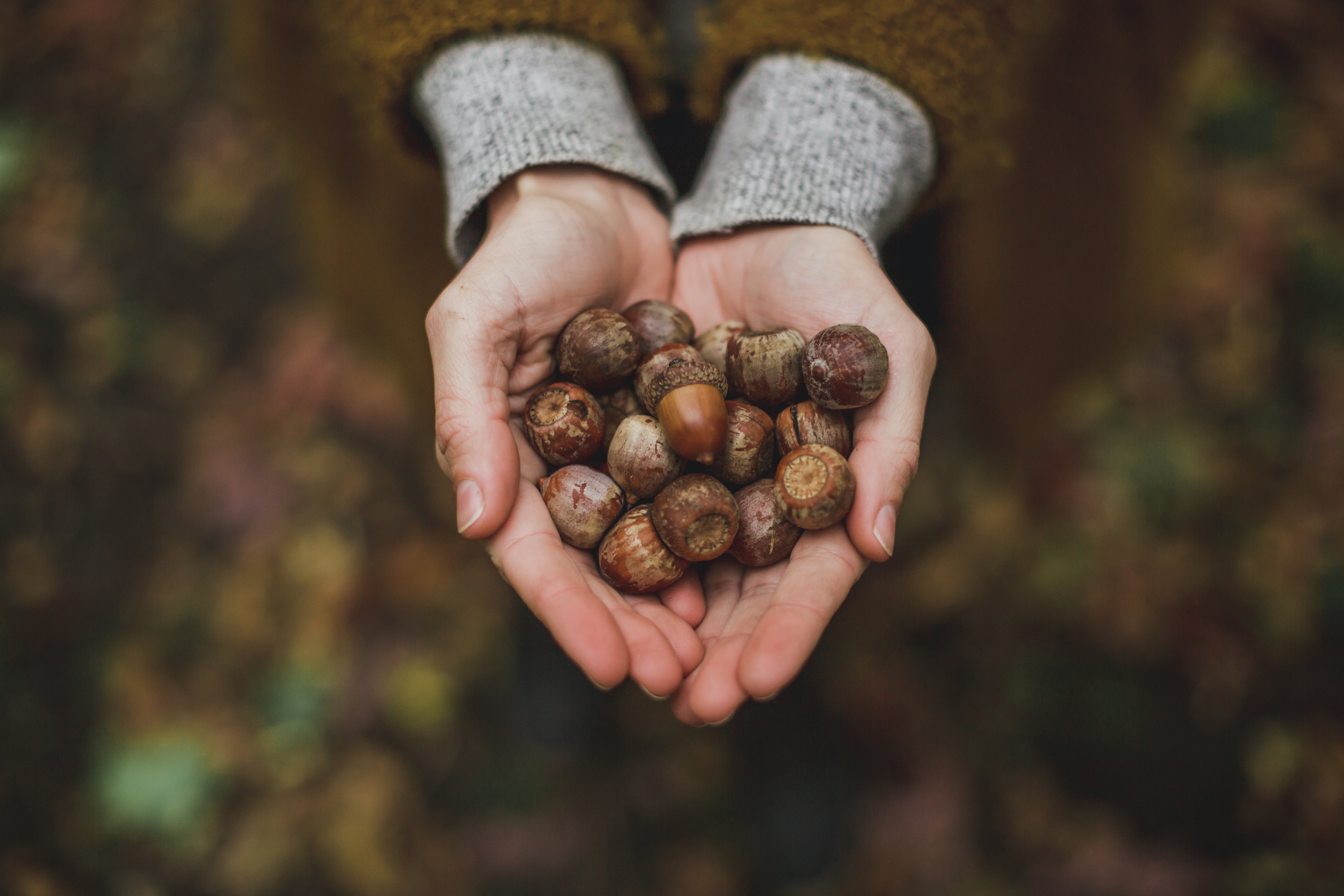 handful-of-acorns.jpg